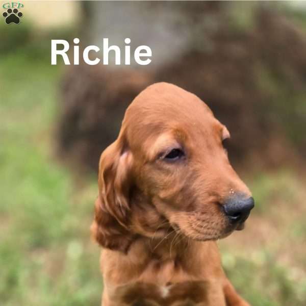 Richie, Irish Setter Puppy